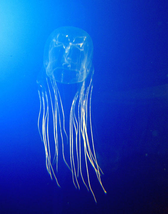 Box jellyfish with transparent cube-shaped bell and long pale tentacles in tropical shallows