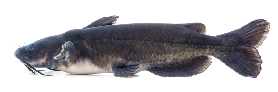 Channel catfish with barbels near river bottom