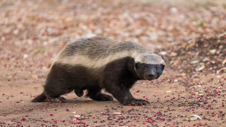 Honey badger with grey-white mantle and black body walking across dry savanna ground