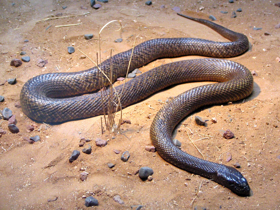 Inland taipan with dark head and tan body coiled in a soil crack on arid plains