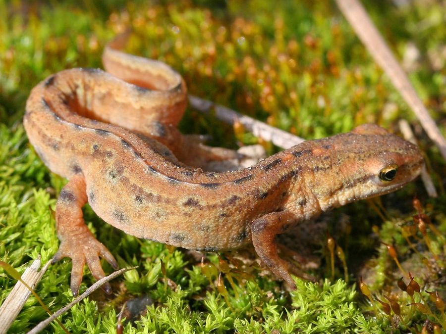 Male smooth newt in breeding dress with wavy crest swimming in a clear garden pond